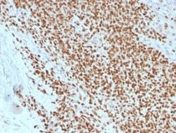 NKX2.2 Antibody (rNX2/1523) - Azide and BSA Free, Novus Biologicals 100 &mu;g | Buy Online | Novus Biologicals | Fisher Scientific